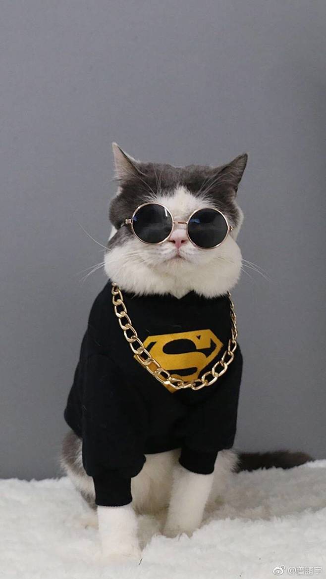 猫墨镜猫jpg