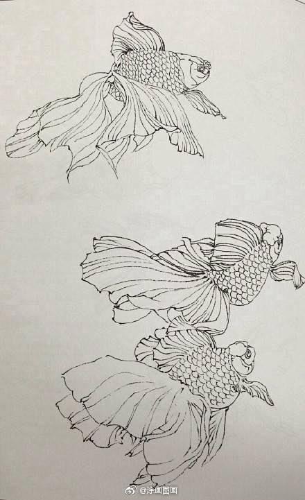 传统金鱼白描画法