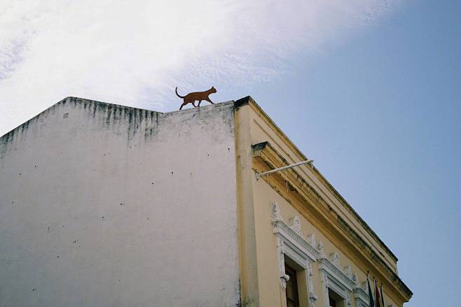 屋顶猫咪