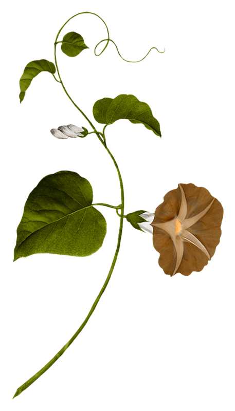 花枝花草免抠png图片素材第③集png植物急急如率令b33770027bp