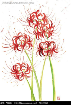 net 手绘艳红彼岸花水彩画图片