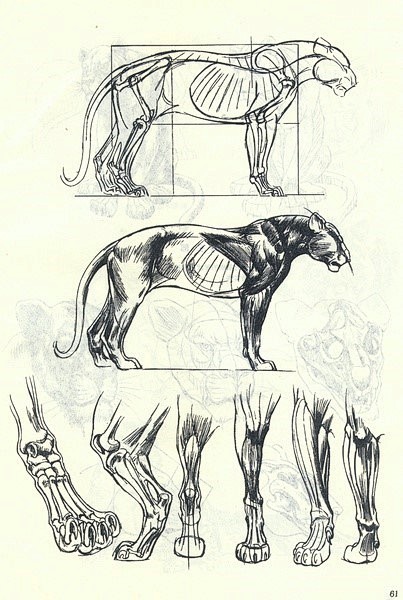 赓61郝尔托格伦动物画技法画动物类插画不了解结构怎么行