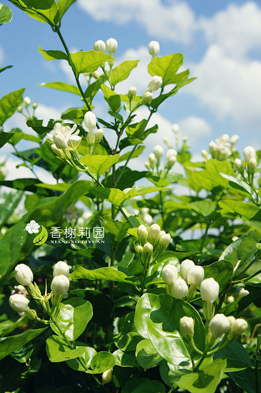 茉莉花