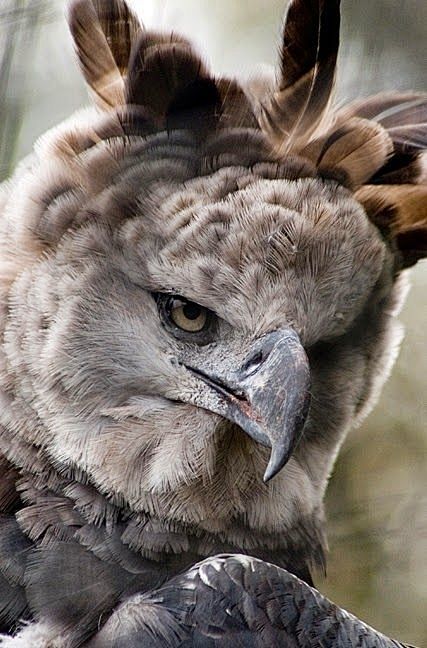 harpyeagletheworldslargesteagleifyouhaventseenthespecialaboutthe