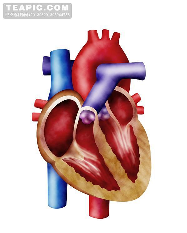 心脏解剖图