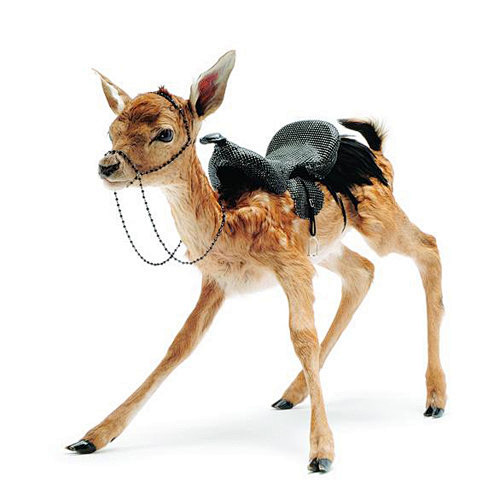 动物标本珠宝配饰:诠释死亡的另类美感