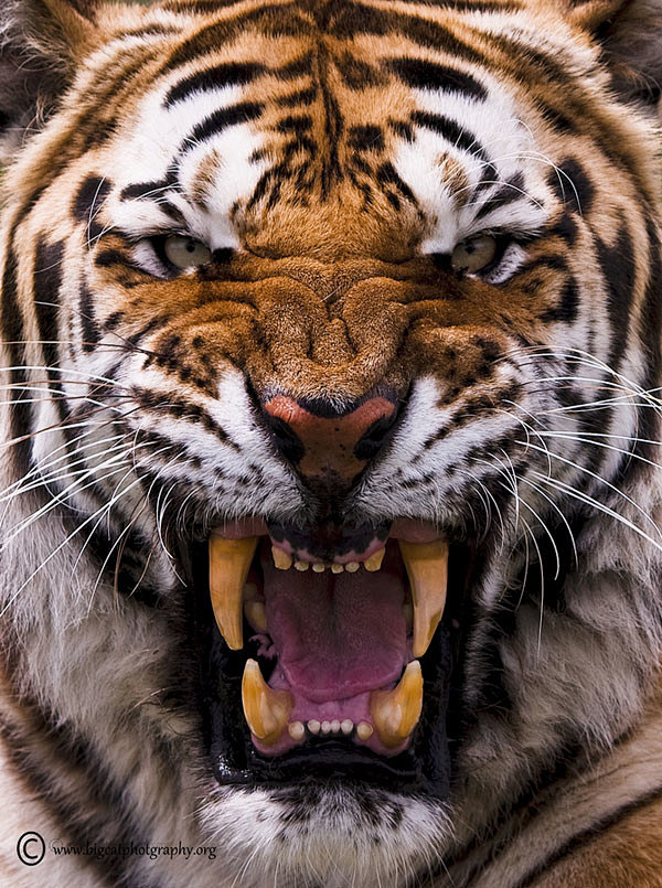 老虎摄影野外摄影师镜头下的凶猛野兽27p