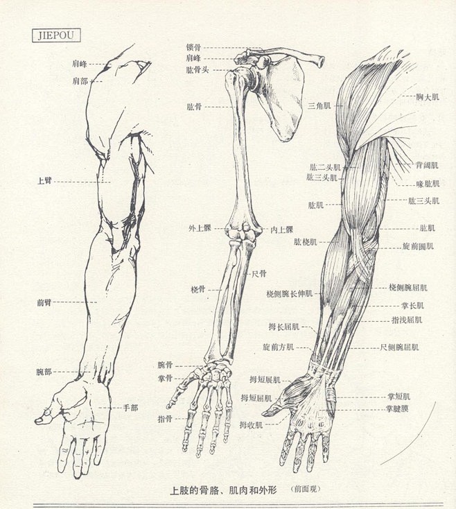 人体素描