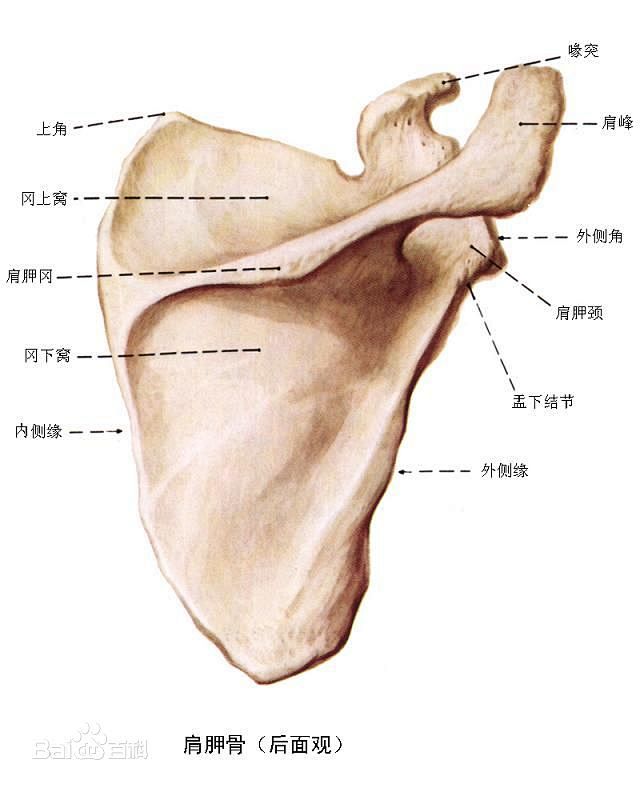 肩胛骨图片百度百科