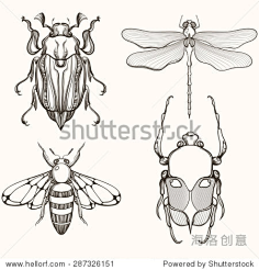 昆虫类素材