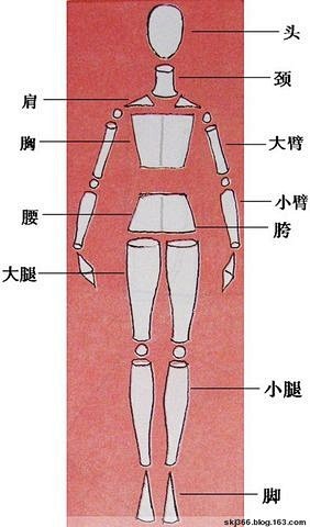 人体结构