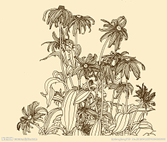 修·心采集到白描花卉