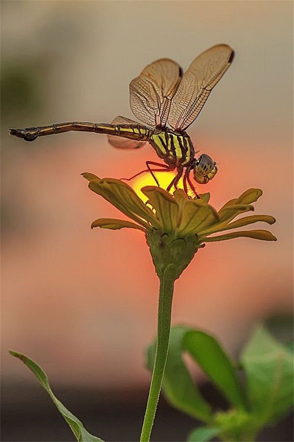 蝴蝶 蜻蜓素材