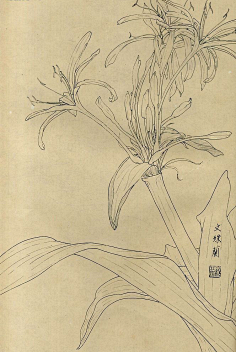 白描花鸟图 文殊兰-紫砂素材-中国紫砂艺术网波妞amp;采集到字采集www