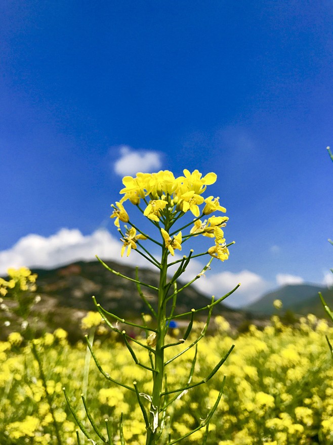 油菜花