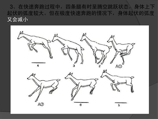 动画运动规律动物