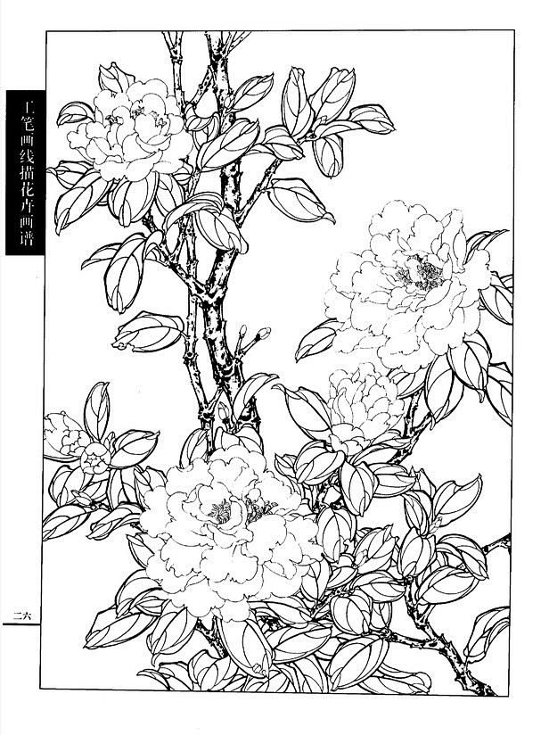 工笔画线描花卉画谱茶花篇