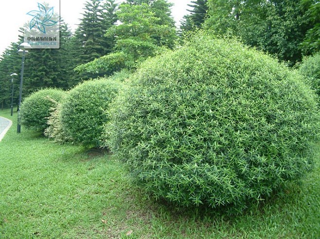 植物选型球类