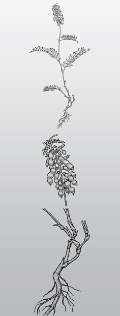 原创黑白点线黄芪精细插画保健品包装设计素材