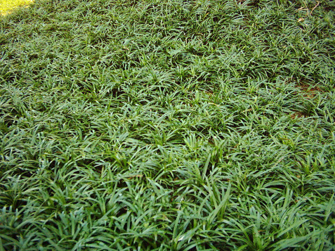 景观植物—草花