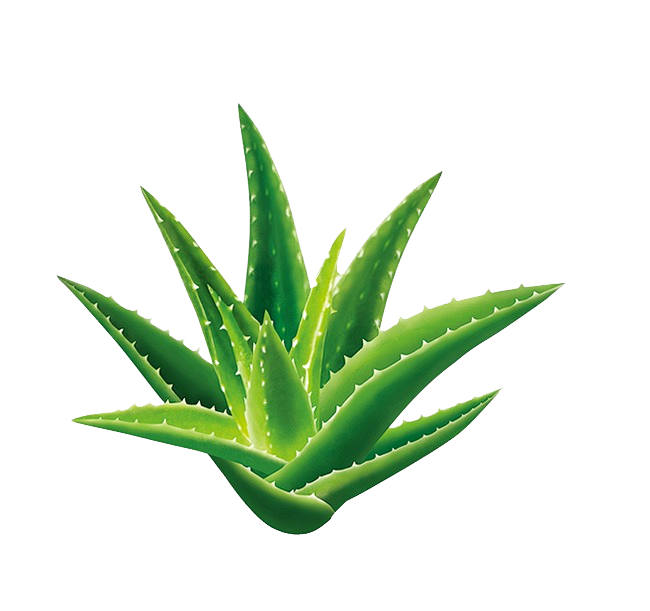芦荟