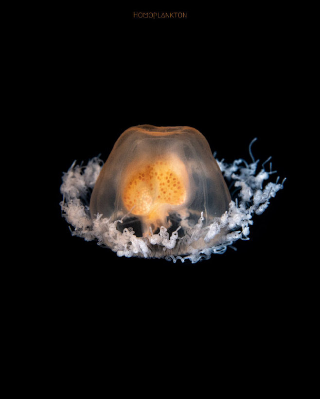 灯塔水母 immortal jellyfish turritopsis spp ——.