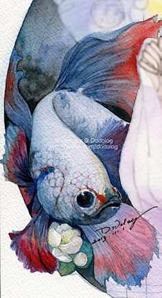 鱼-花瓣网|陪你做生活的设计师 | 鱼,花手绘