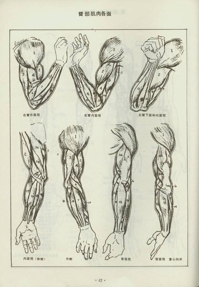 com 手,手臂,腿,上半身动态与肌肉,体块的画法参考,很6的素材!画