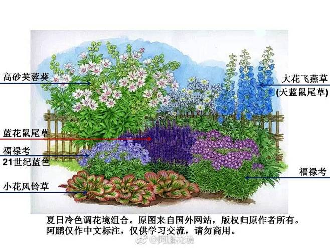15:30:50阿鹏花境的微博_微博景观——植物绿化你可长点心吧1同采自