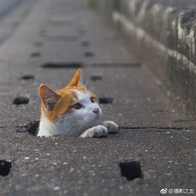 日本摄影师在街头捕捉了大量酷爱钻洞的流浪猫,它们神