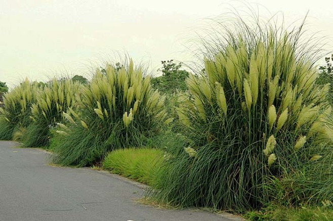 植物名称-观赏草