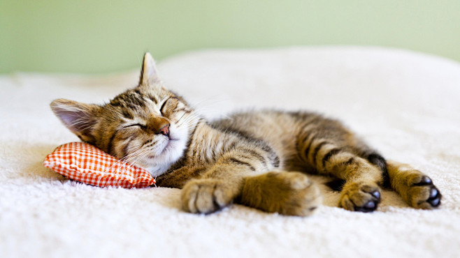 小猫躺着睡觉枕头可爱动物壁纸