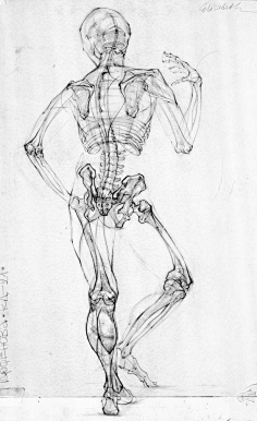 人体骨骼