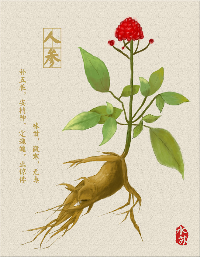 本草纲目人参