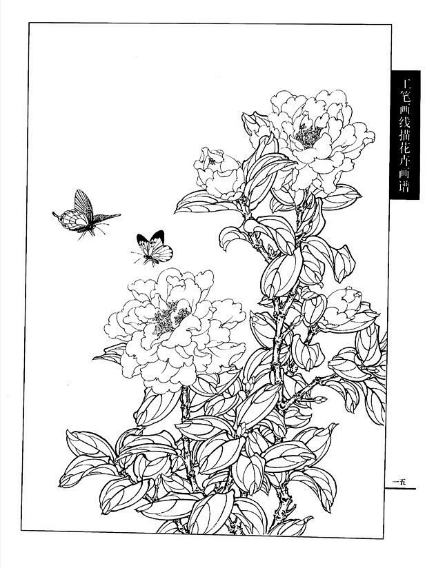 11:33:28工笔画线描花卉画谱(茶花篇)白描花卉君无言/sun该采集也在