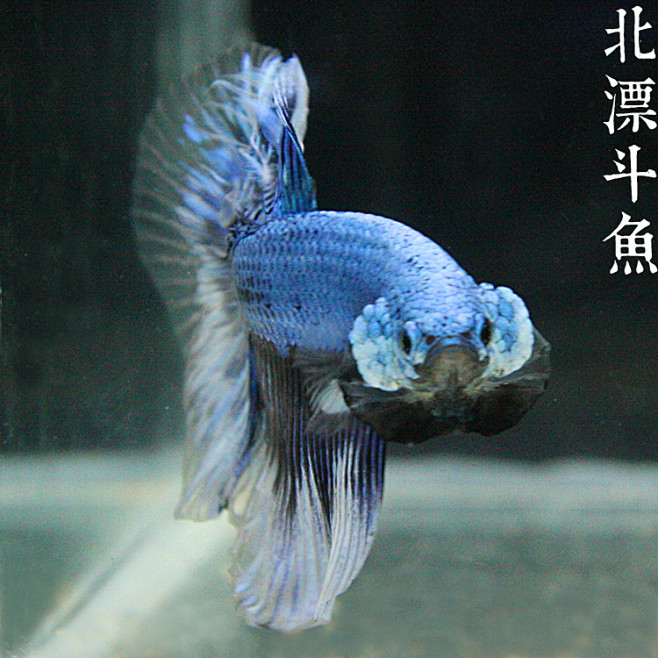 北漂斗鱼coldbluesd冷蓝色龙鳞鬼面三角尾半月对图泰国热带鱼淘宝网