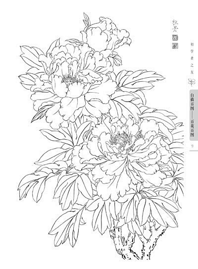 工笔白描花卉牡丹