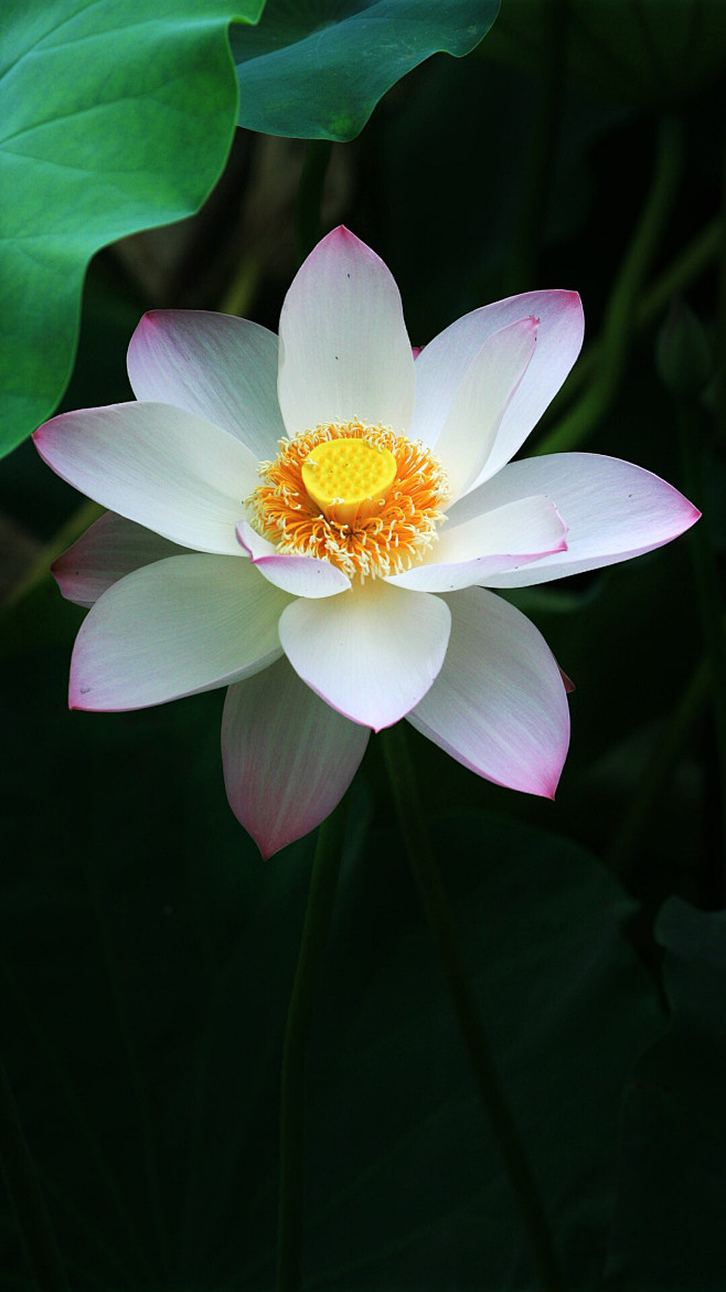 荷花壁纸