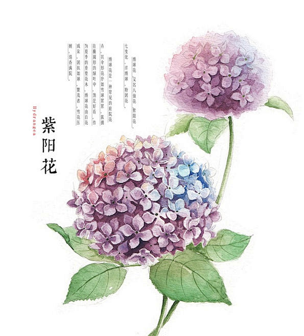 紫阳花hydrangea绣球花又名八仙花洋绣球粉团花绣球花是一种常见的