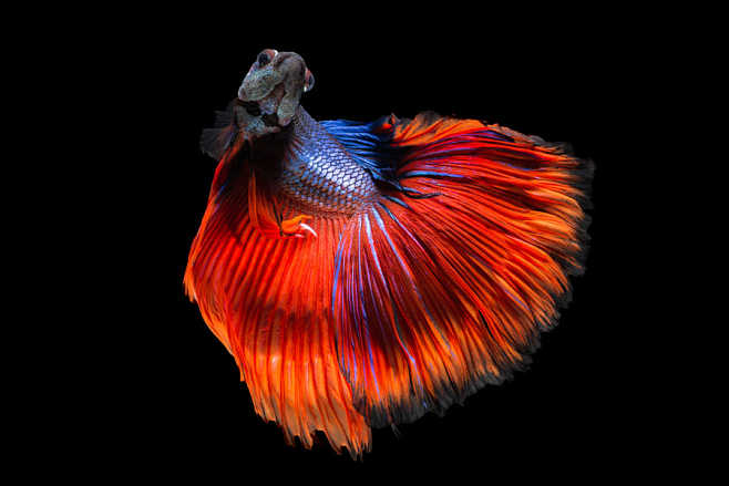 siamesefightingfish