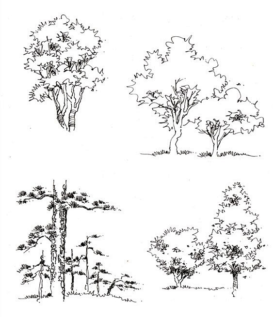 景源手绘创意营的树木风景类线稿作品16老泥鳅素描论坛
