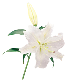 花草素材