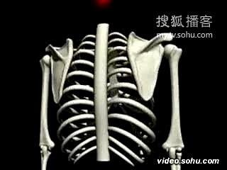 肩胛骨运动