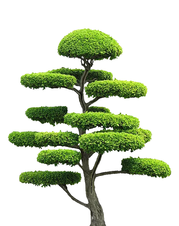 景观树