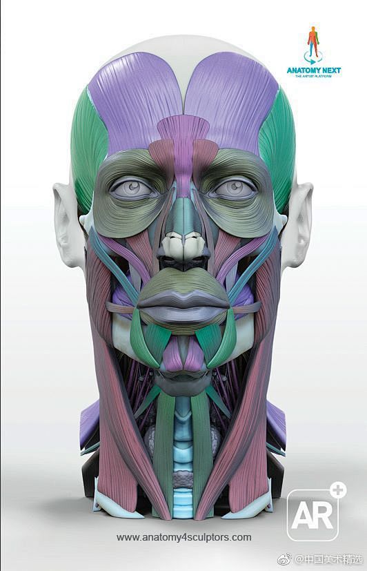 人物脸部肌肉大全(绘画) 