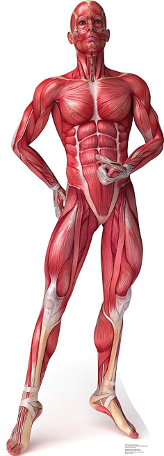 肌肉解剖图
