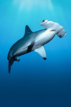 双髻鲨