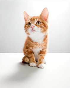 com 可爱猫咪-抱着球的猫 tooopen.com 遗月采集到猫狗  采集 image.