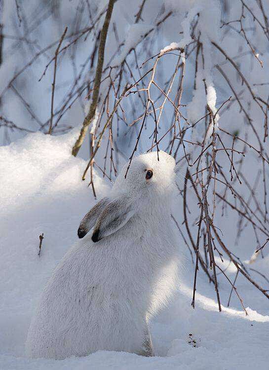 雪#兔子