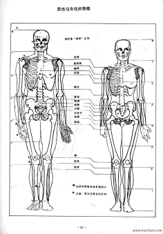 人体比例透视关系
